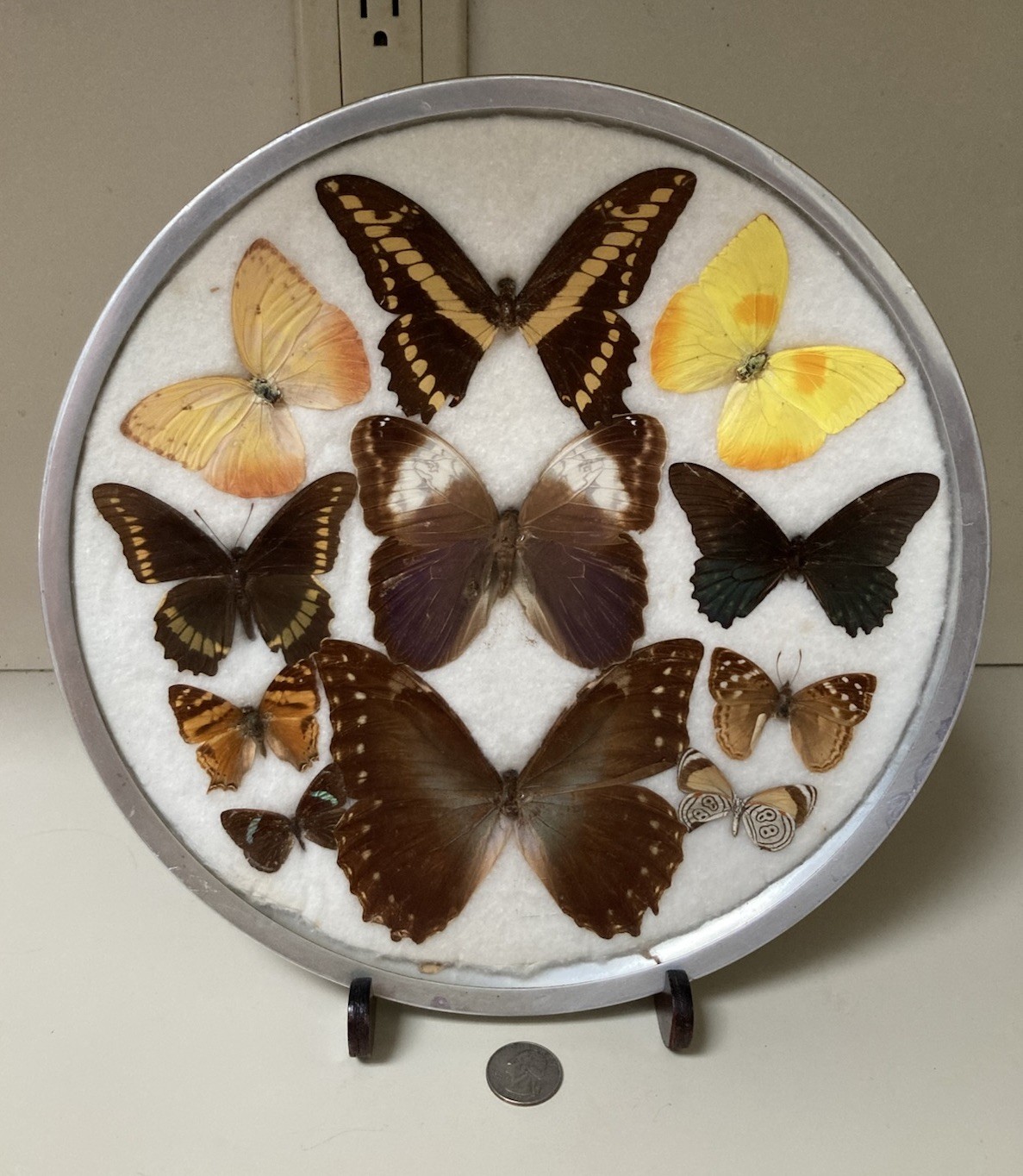 Vtg Butterfly Taxidermy Display In Round Concave Frame Entomology Brazil 11.5”