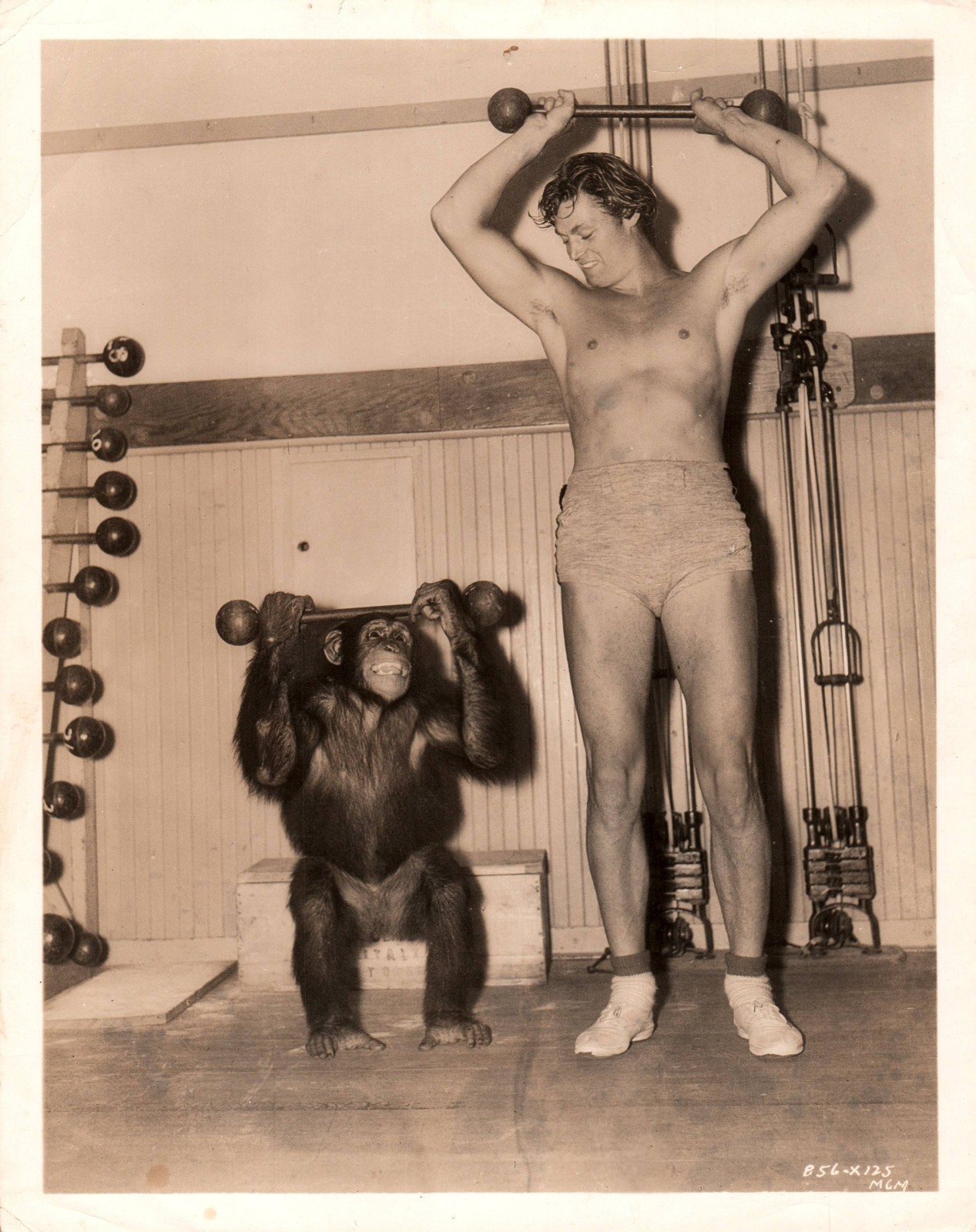 JOHNNY WEISSMULLER Tarzan Finds a Son 1939 BEEFCAKE MONKEY ORIG PHOTO MA