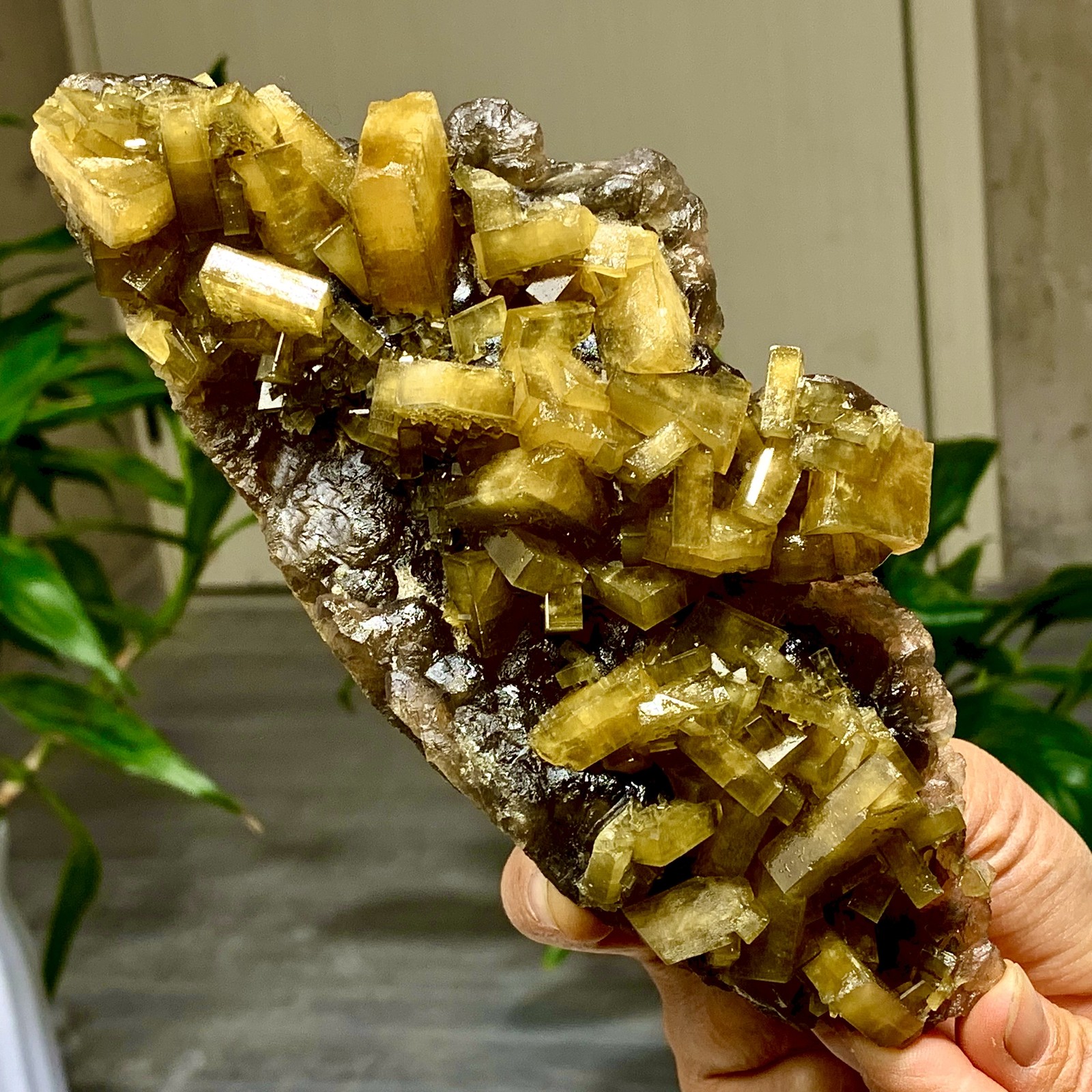 1.56LB Natural