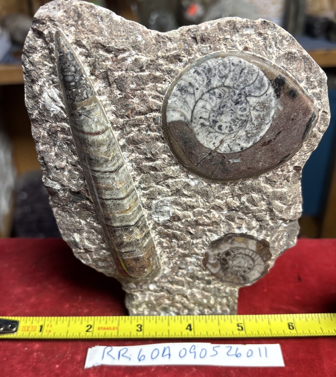 Beautiful Polished Orthoceras and Ammonite Fossil Display Piece 400 Mil Yrs.