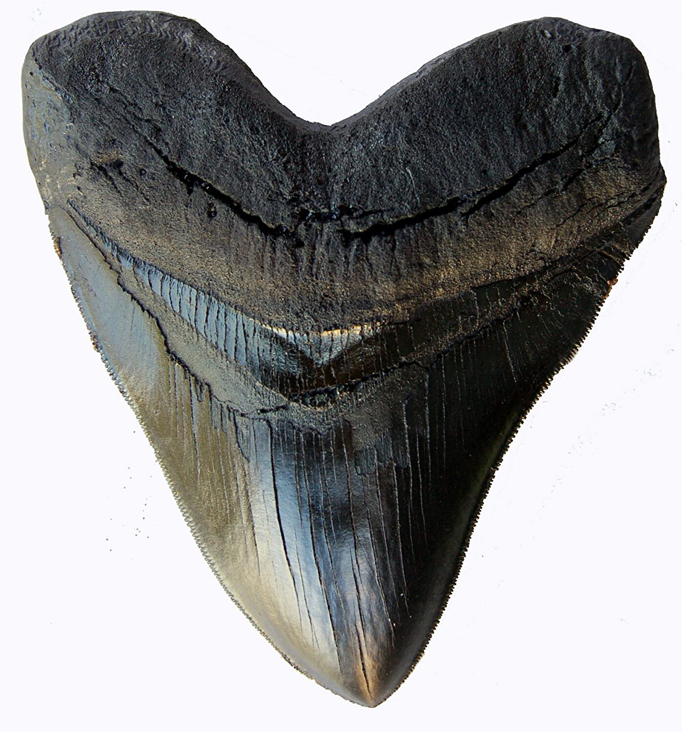 5.5 Inch Megalodon Tooth Black With Serrations