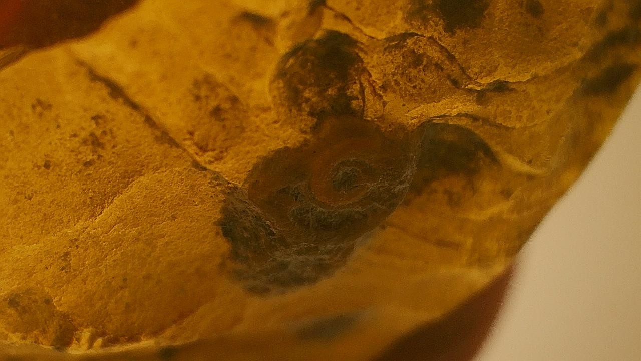 Very special snail shell inclusion burmese amber