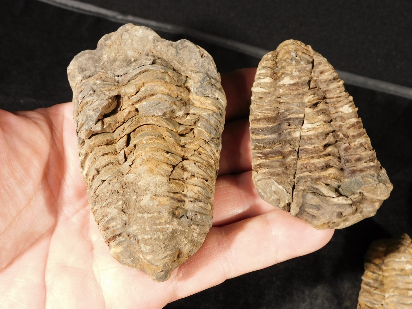 HUGE Lot of TEN BIG 400 Million Year Old TRILOBITE Fossils Morocco 981gr