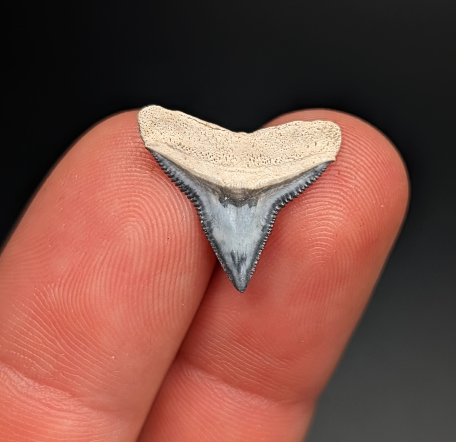 Gorgeous Rare Blue Outlined Bull Shark Tooth BV Florida 100% Natural Fossil