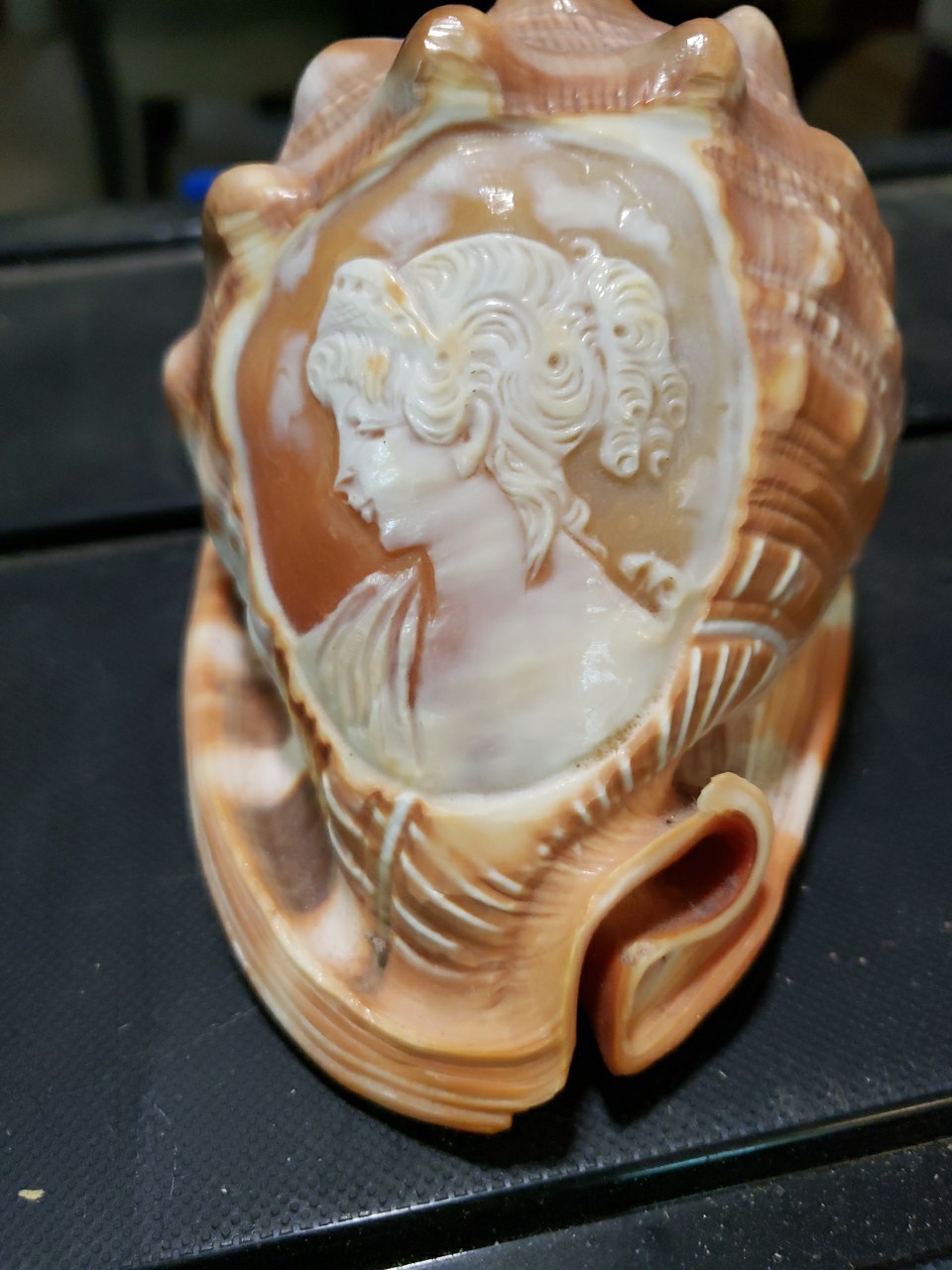  Vintage Italian Cypraecassis rufa (Red Helmet shell) With CAMEO carving 1940's 