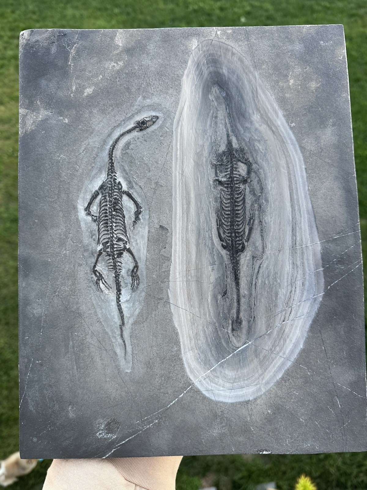 Huge All Natural Double Keichousaurus Mortality Plate - Fossil Keichousaurus