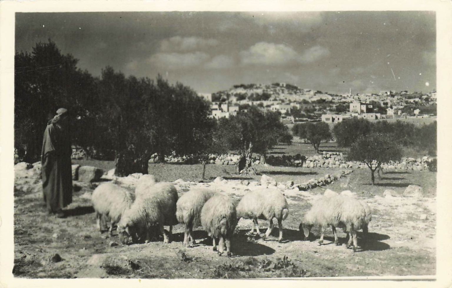 Vintage RPPC Shepherd's Field Bethlehem Holy Land Jerusalem Postcard 1930s