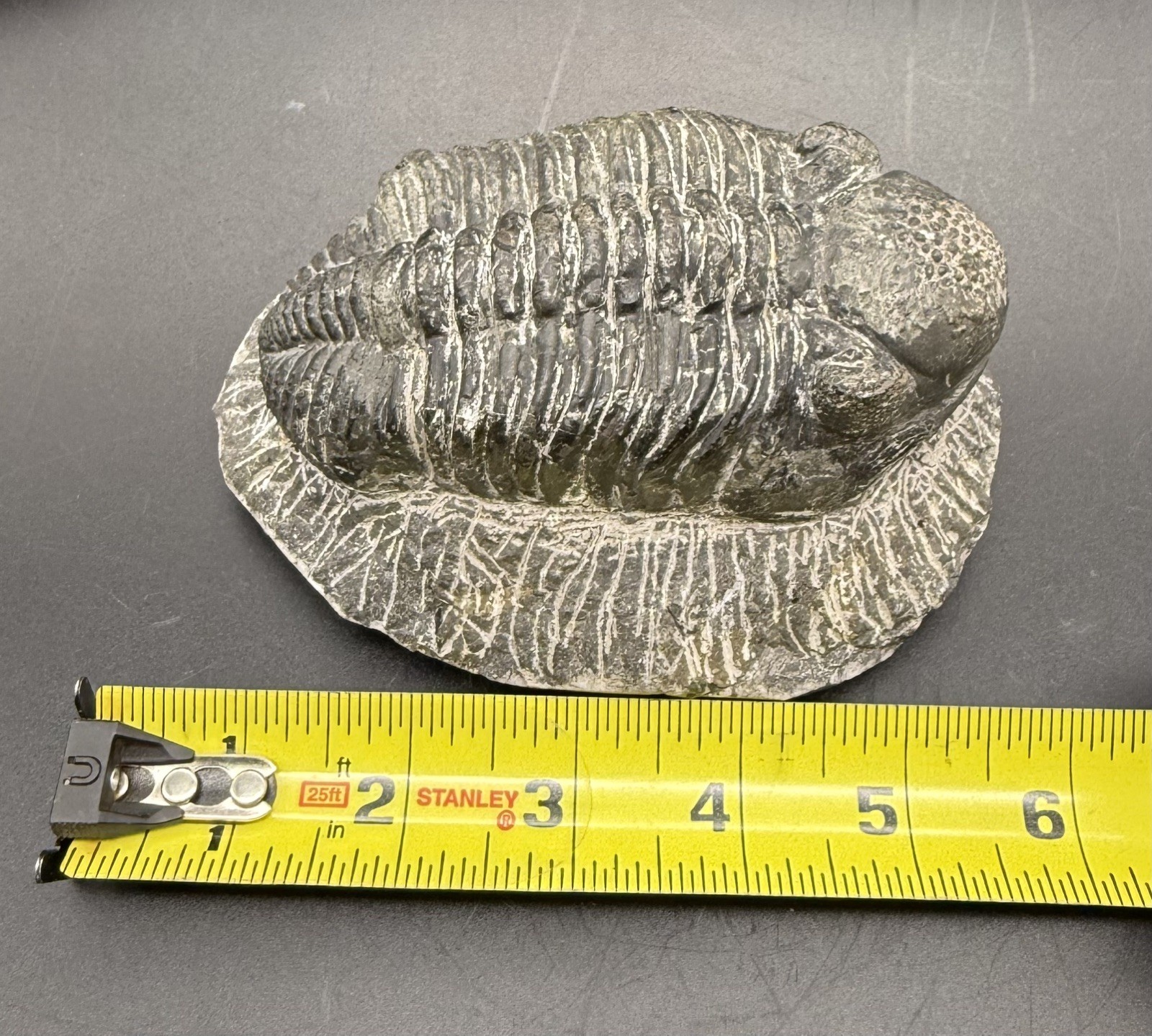 HUGE Authentic 5 Inch Trilobite Fossil Drotops Megalomanicus Devonian Morocco