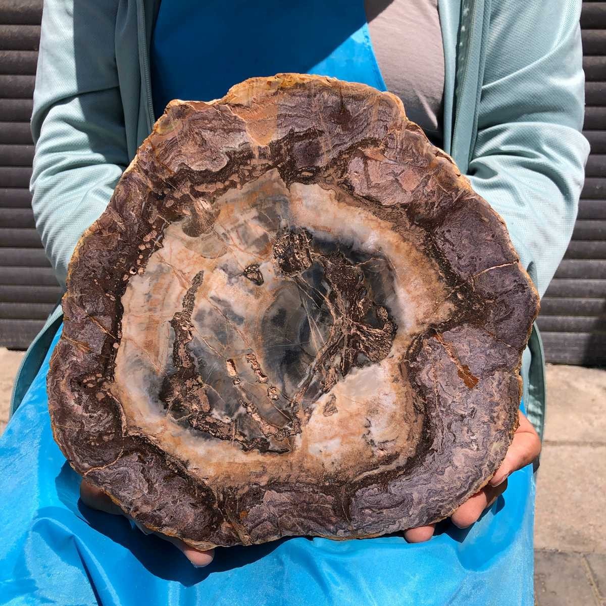 5.5LB Large Natural Petrified Wood Crystal Fossil Slice Shape Specimen Healing