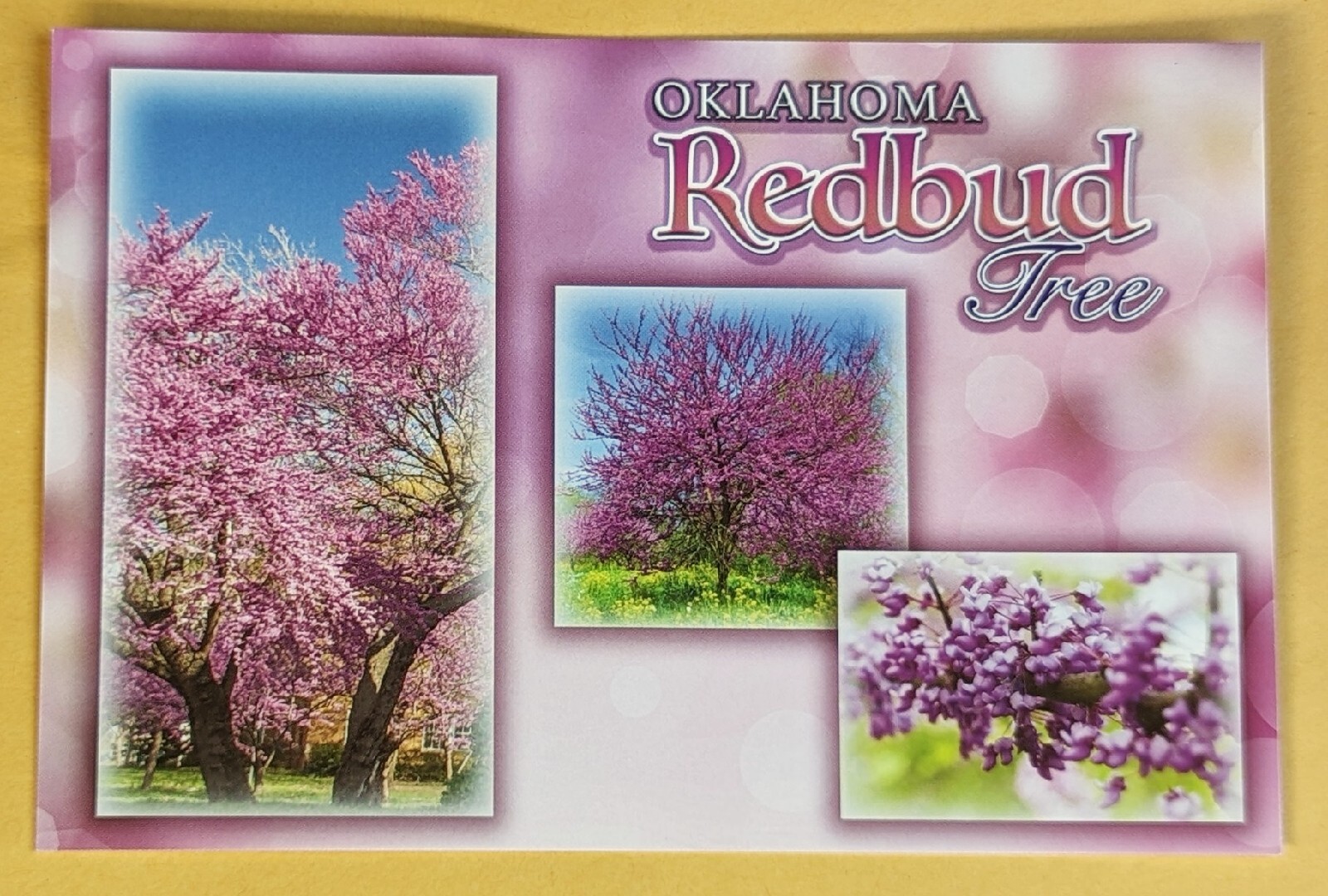 Postcard OK. Oklahoma Redbud Tree