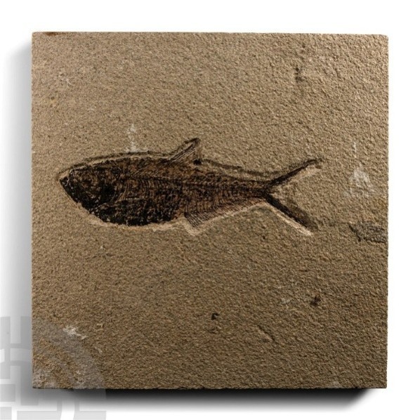 Eocence Period 55 Million Year Old Diplomystus Fossil Fish