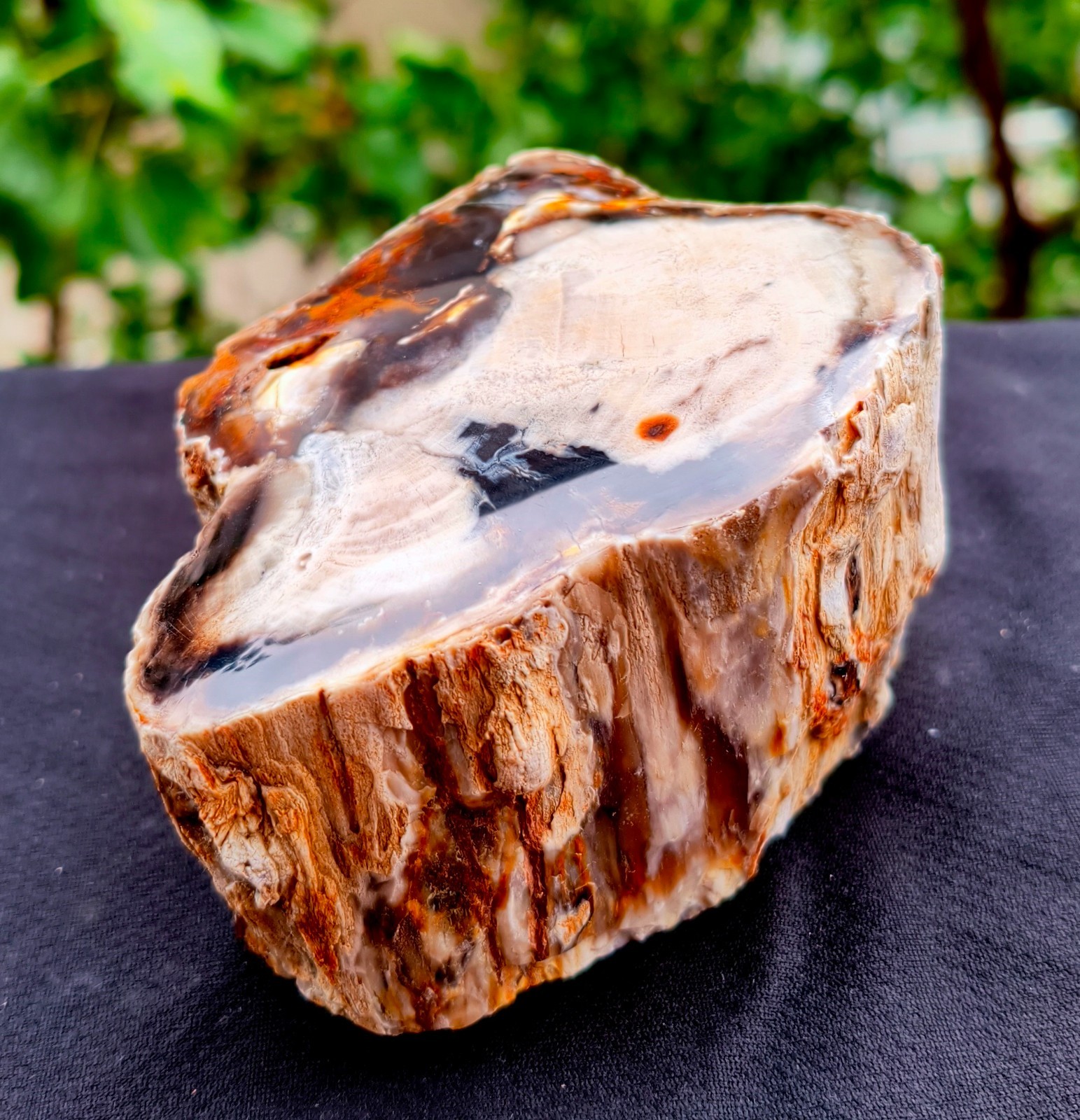 1 Lb 2.5 Oz Natural Rare Opalized Mirror Polished Petrified Wood Uv Reactive