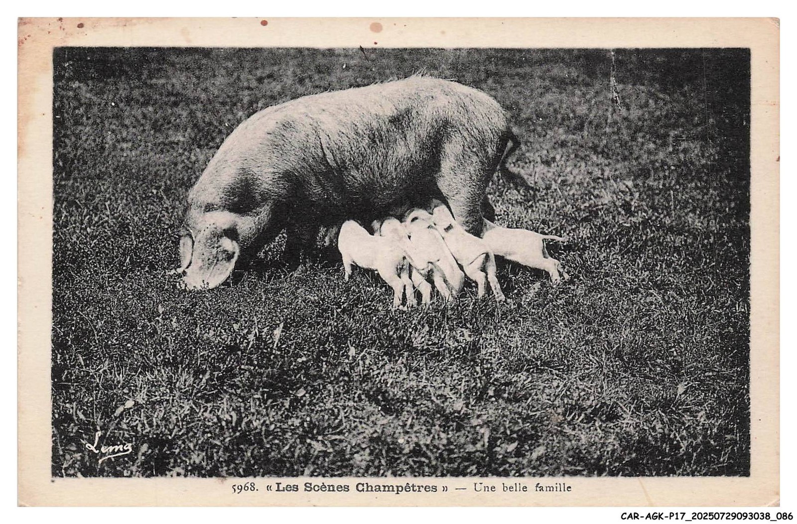 CAR-AGKP17-0919-COCHON - Country Scenes Postcard - A Great Family