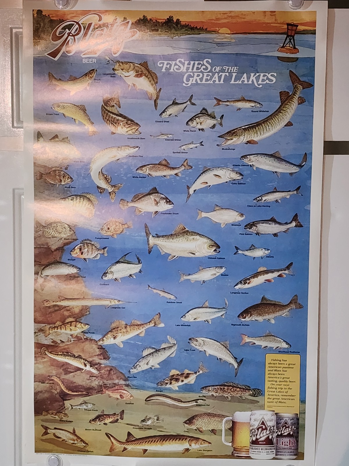ORIGINAL 1987 BLATZ BEER POSTER FISHES OF THE GREAT LAKES HEILEMAN BREWING 35x23