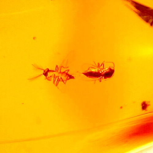 Super RARE Mating Flies with Winged Ant in Dominican Amber Fossil