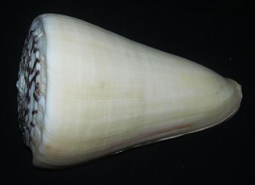 135 mm HUGE & HEAVY Conus Leopardus Seashell Phuket Thailand GREAT PATTERN