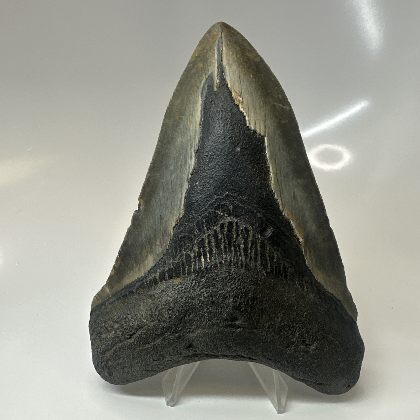 Megalodon Shark Tooth 5.19 Inch - Huge - Authentic Fossil - Rare Natural 20475