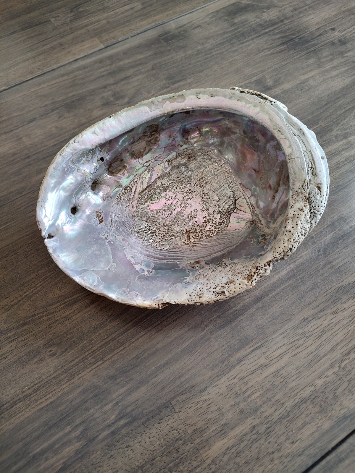 Vintage Ex Large Red Abalone Shell Iridescent Colors 9-1/8