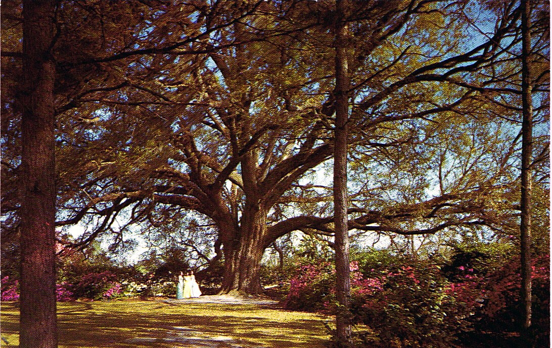 MAMMOTH LIVE OAK Valdosta ga antique postcard Georgia jimmy rogers home