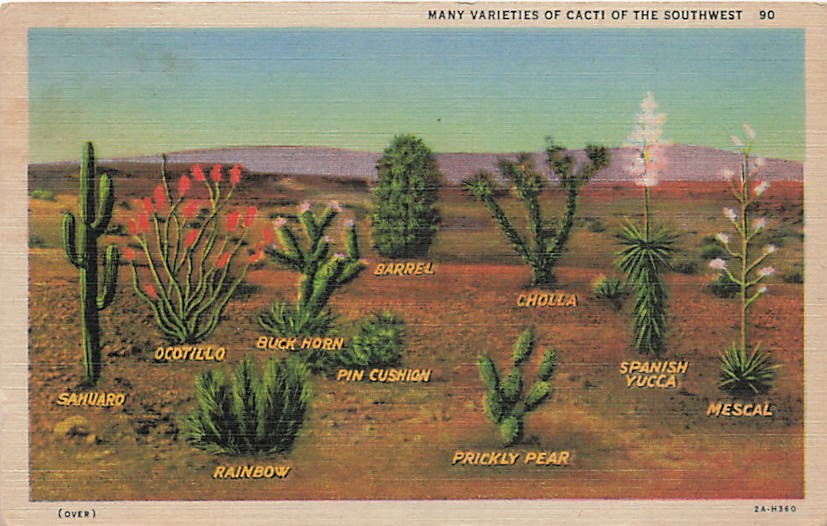 Postcard AZ: Many Varieties of Cacti of the Southwest, Linen