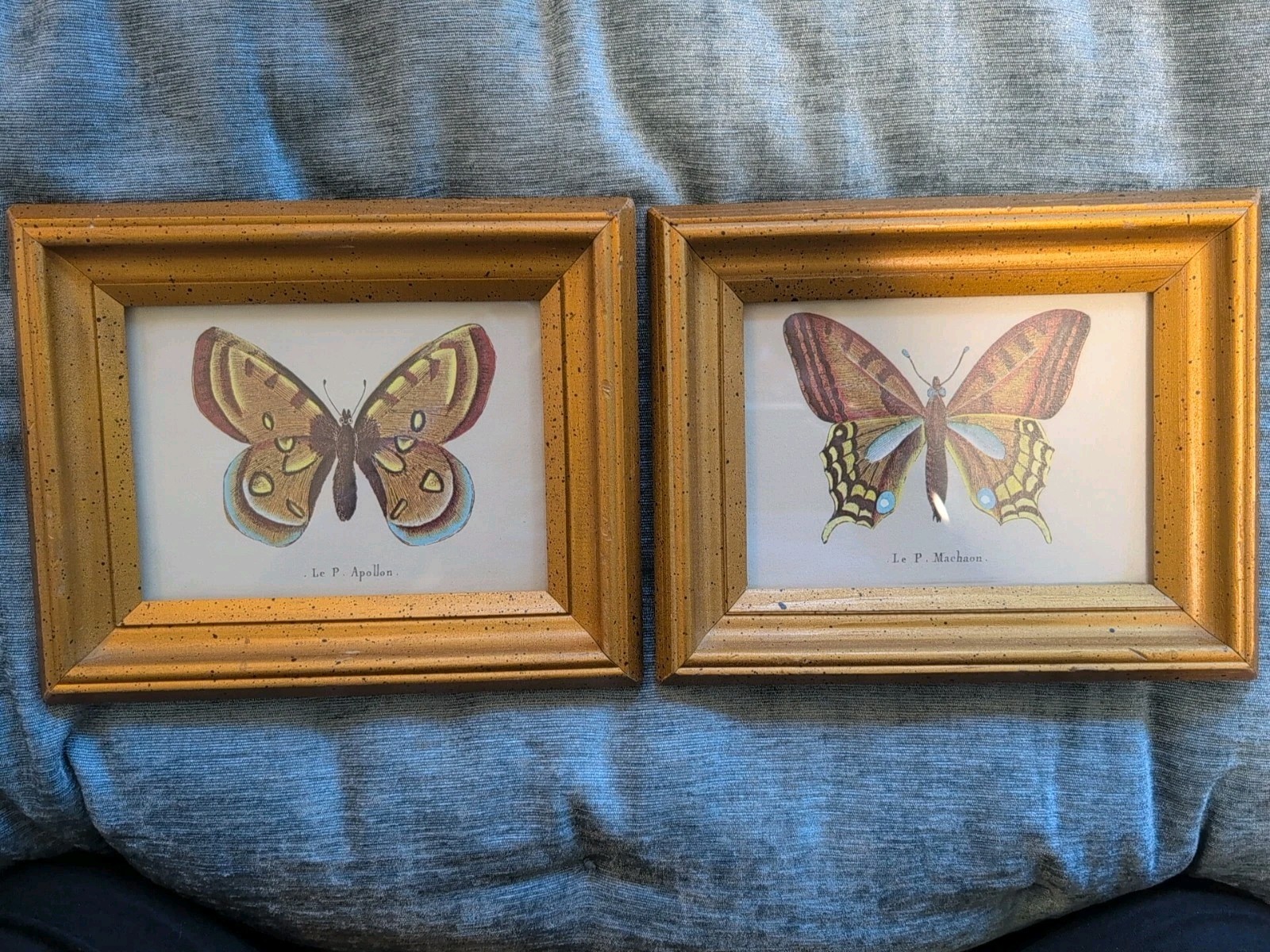 2~Vtg~Le P. Machaon & Le P. Apollon Butterfly Prints In Wood Frames~MCM