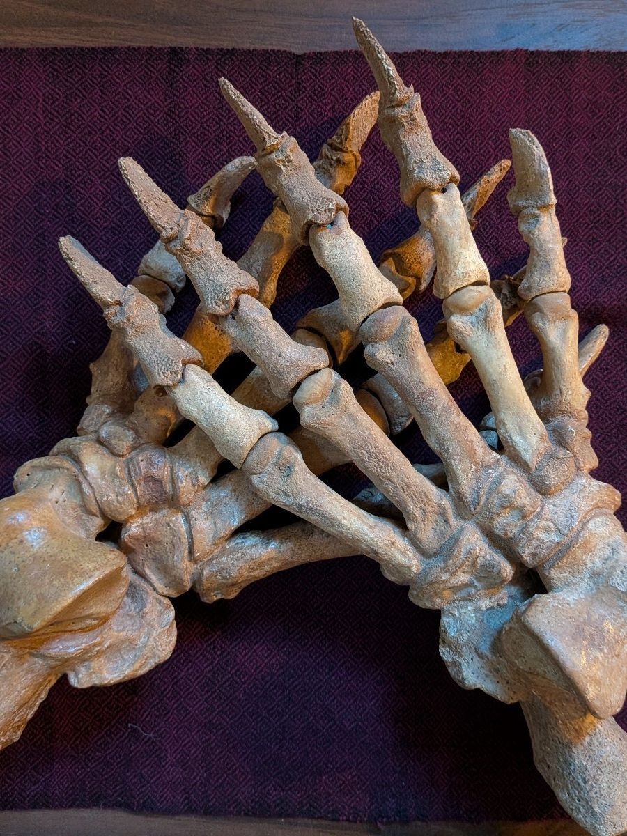 Huge pair of authentic fossil cave bear paws