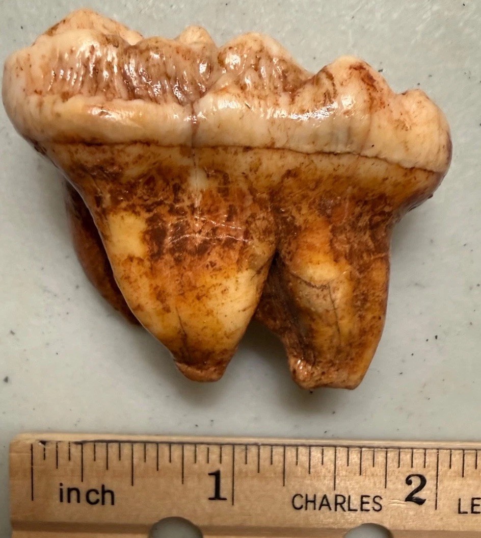 Very Large Cave Bear Molar Fossil, 1-7/8”,Ursus spelaeus, Pleistocene, Romania