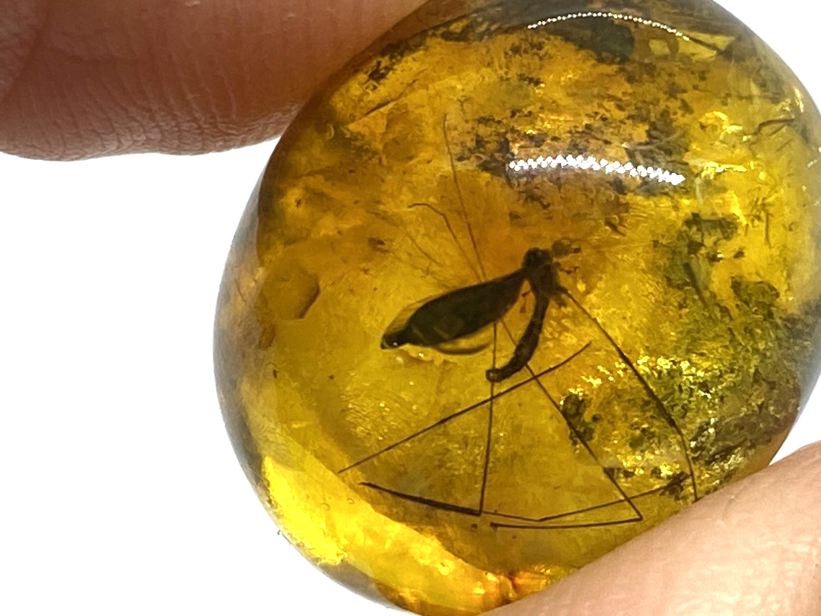 Amber Piece With INSECT Collectible Baltic Undrilled Fossil Inclusion 2,2g 21673