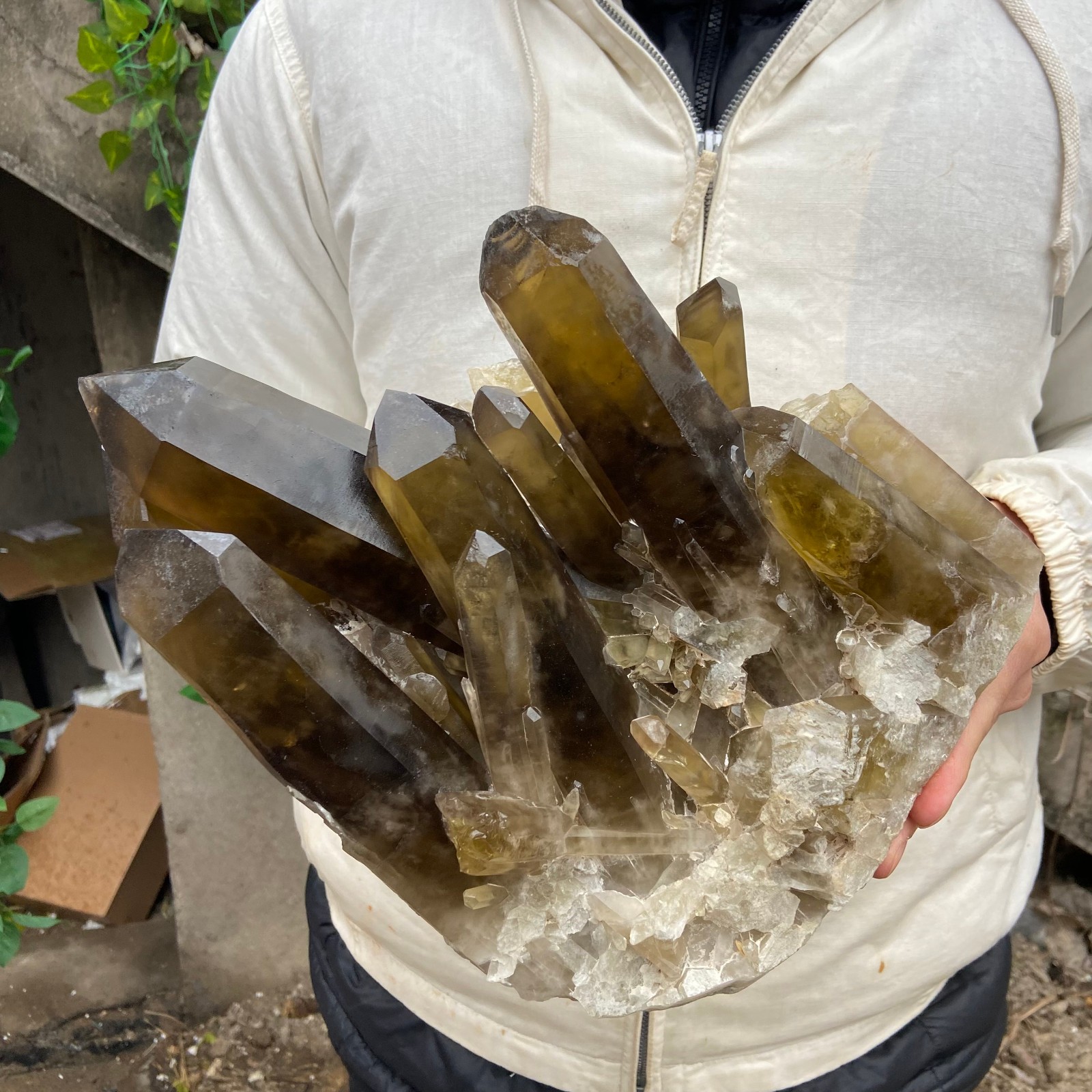 16lb Large Natural  Smoky Black Quartz Crystal Cluster Raw Mineral Specimen