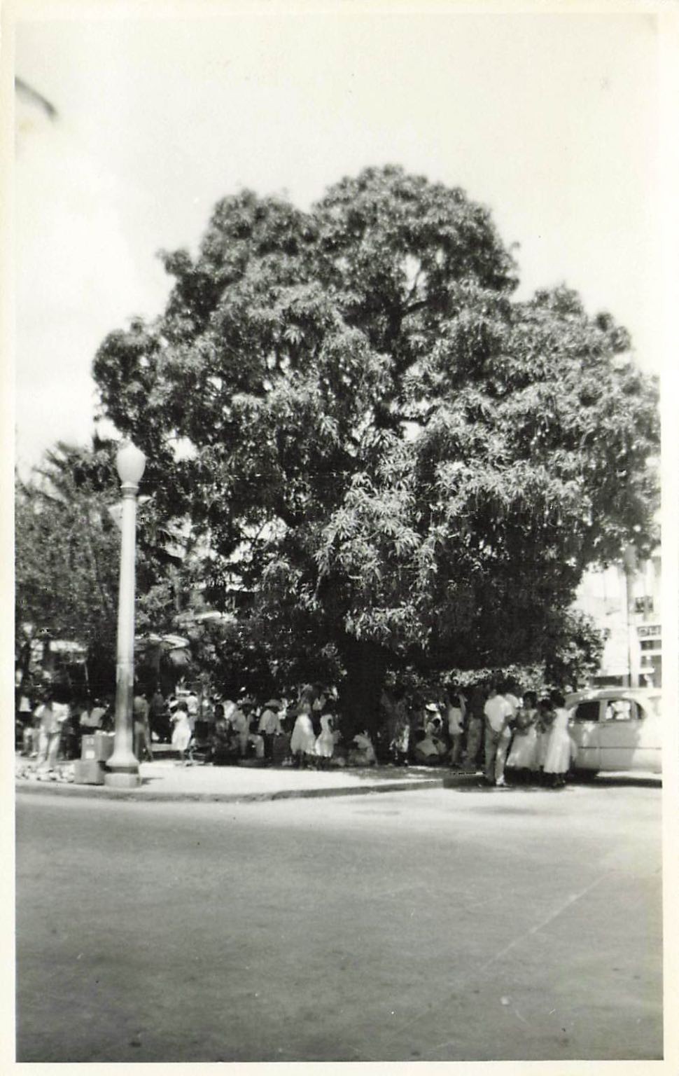 Acapulco Zocalo Mango Trees Vintage Real Photo Postcard RPPC 1954