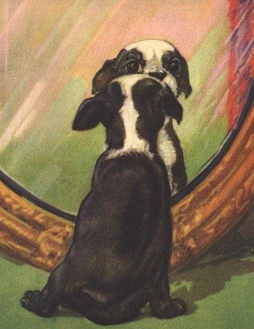 Boston Terrier Pup 
