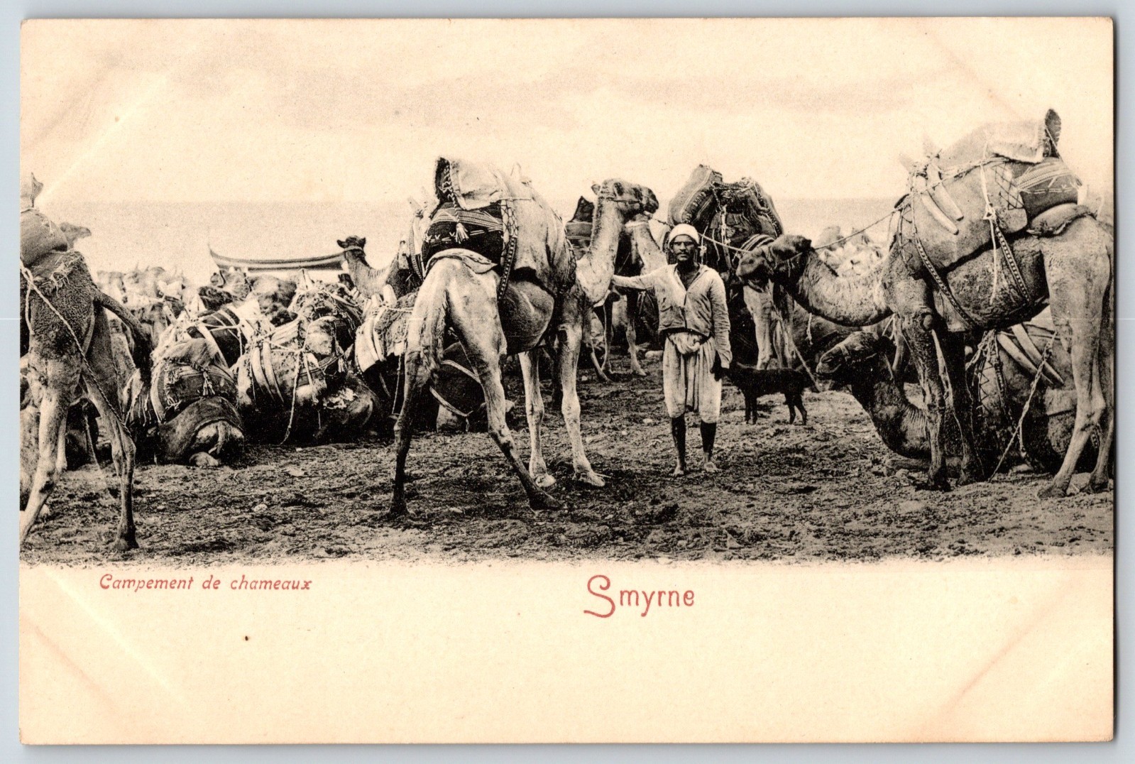 Postcard Smyrne Izmir Turkey Campement de chameaux Camel Caravan