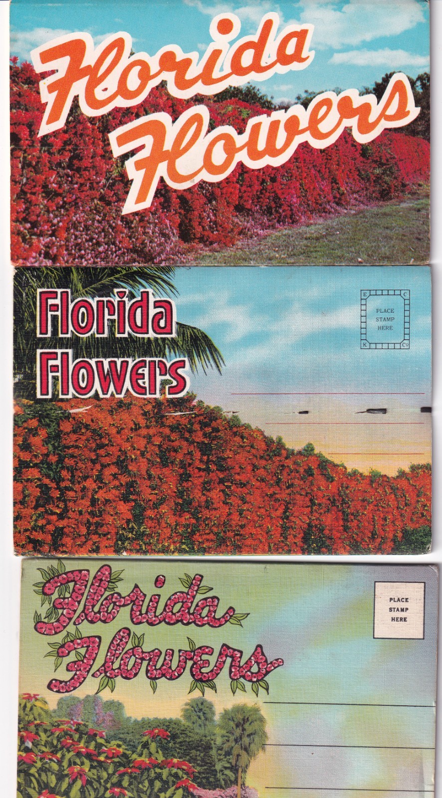 (3) Vintage Florida Flowers Souvenir Postcard Folders Floral Travel Ephemera