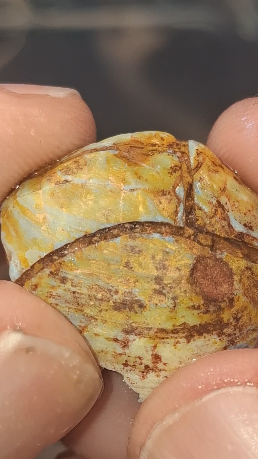 24.1ct Fossilised opal shell Specimen with predation mark and growth lines 