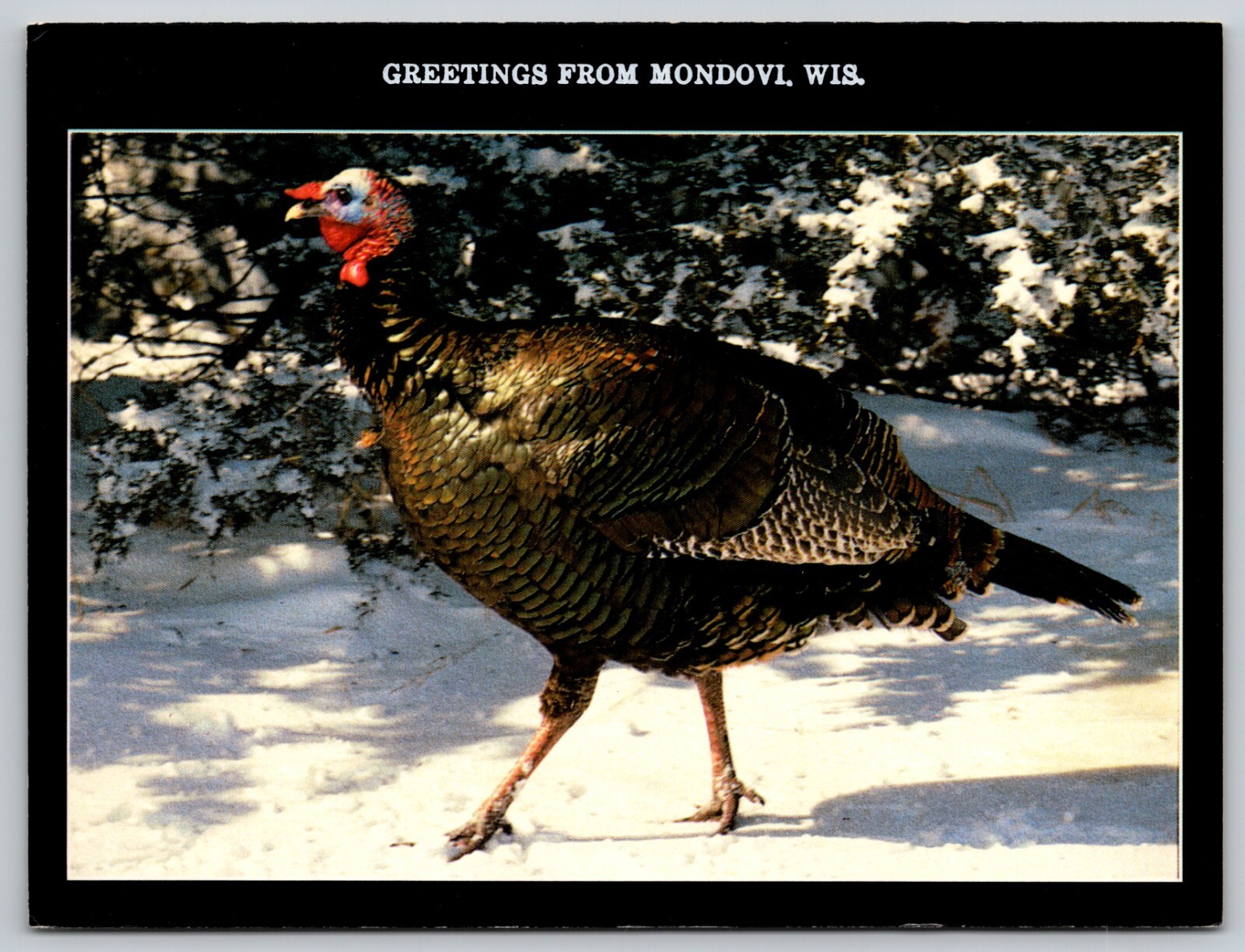 Greetings from Mondovi Wisconsin - Image of Wild Turkey in Snow (6X4in) Postcard