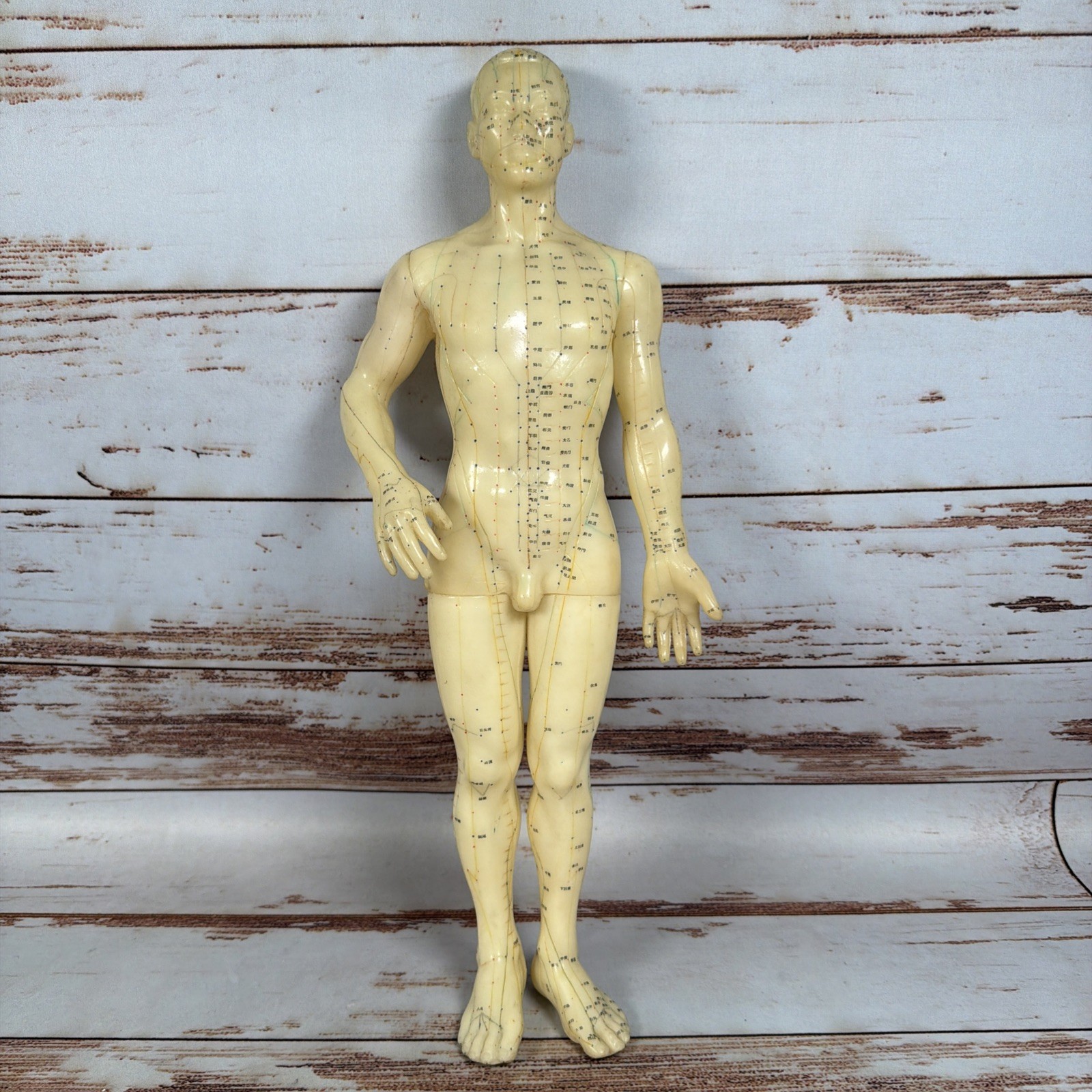 Vintage Chinese Acupuncture Human Body Model 19