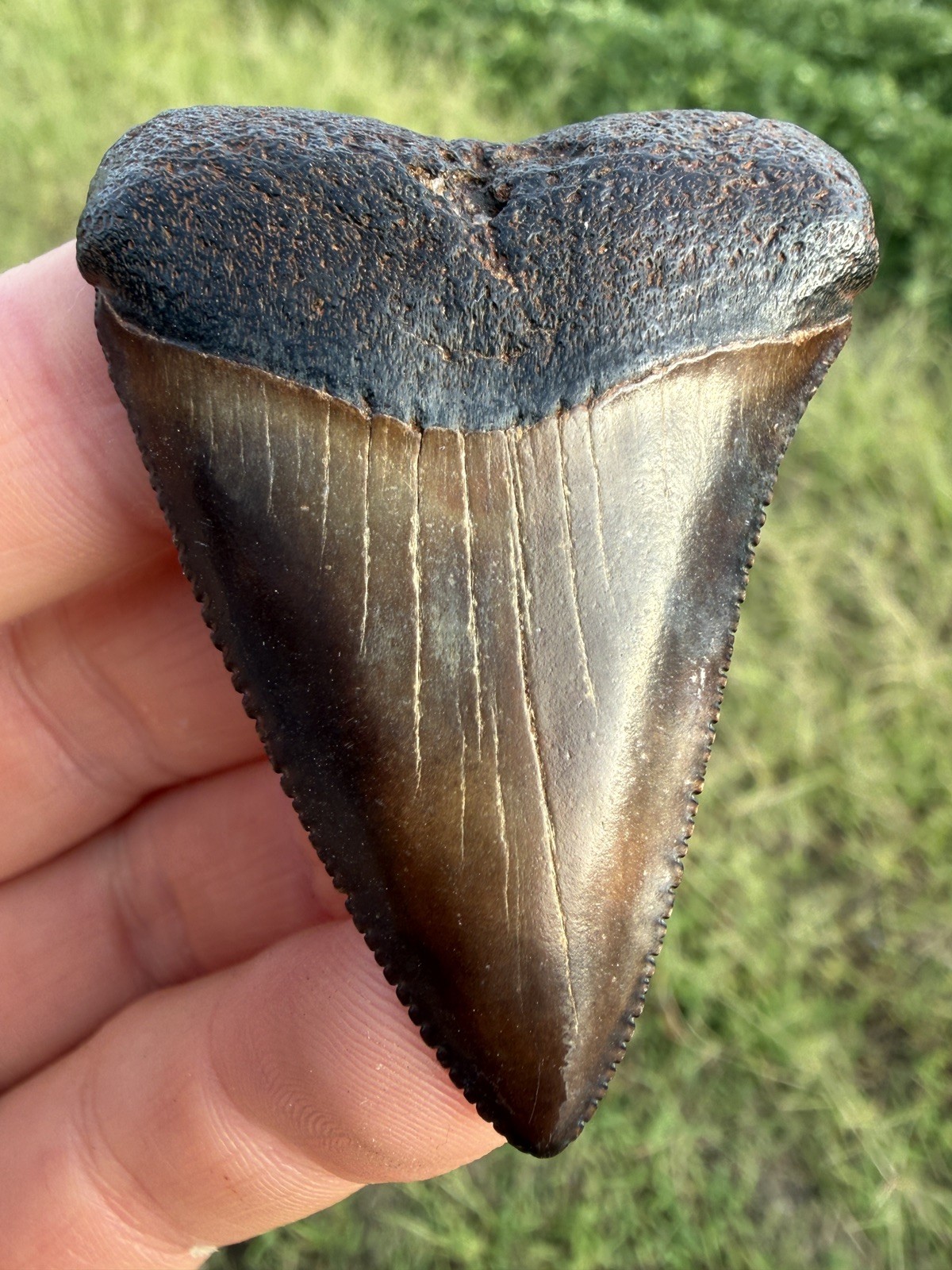 Rare NC River Great White Shark Tooth Fossil 
