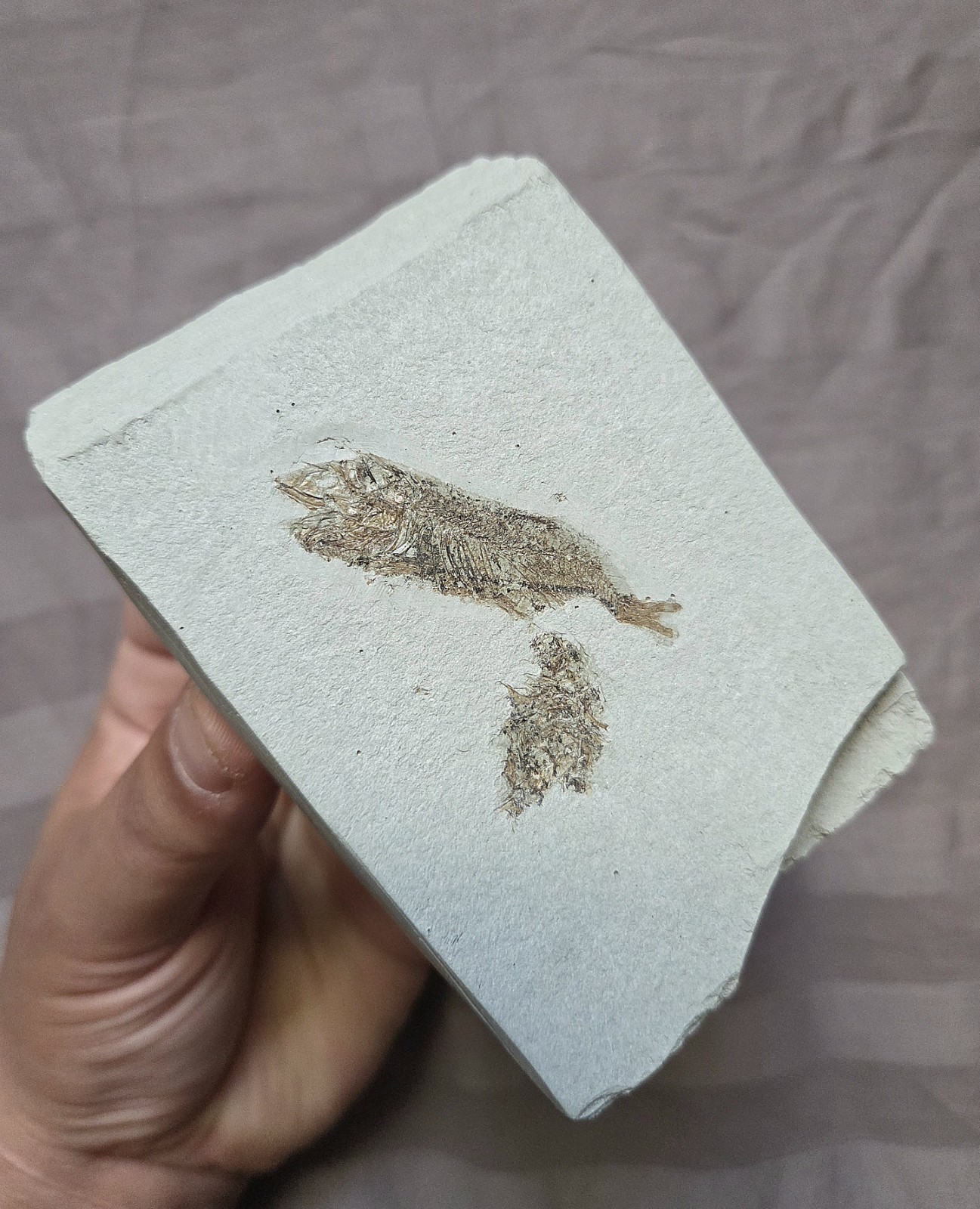 Very Rare Pliocene Fish Fossil Maurolicus Muelleri  From Italy 