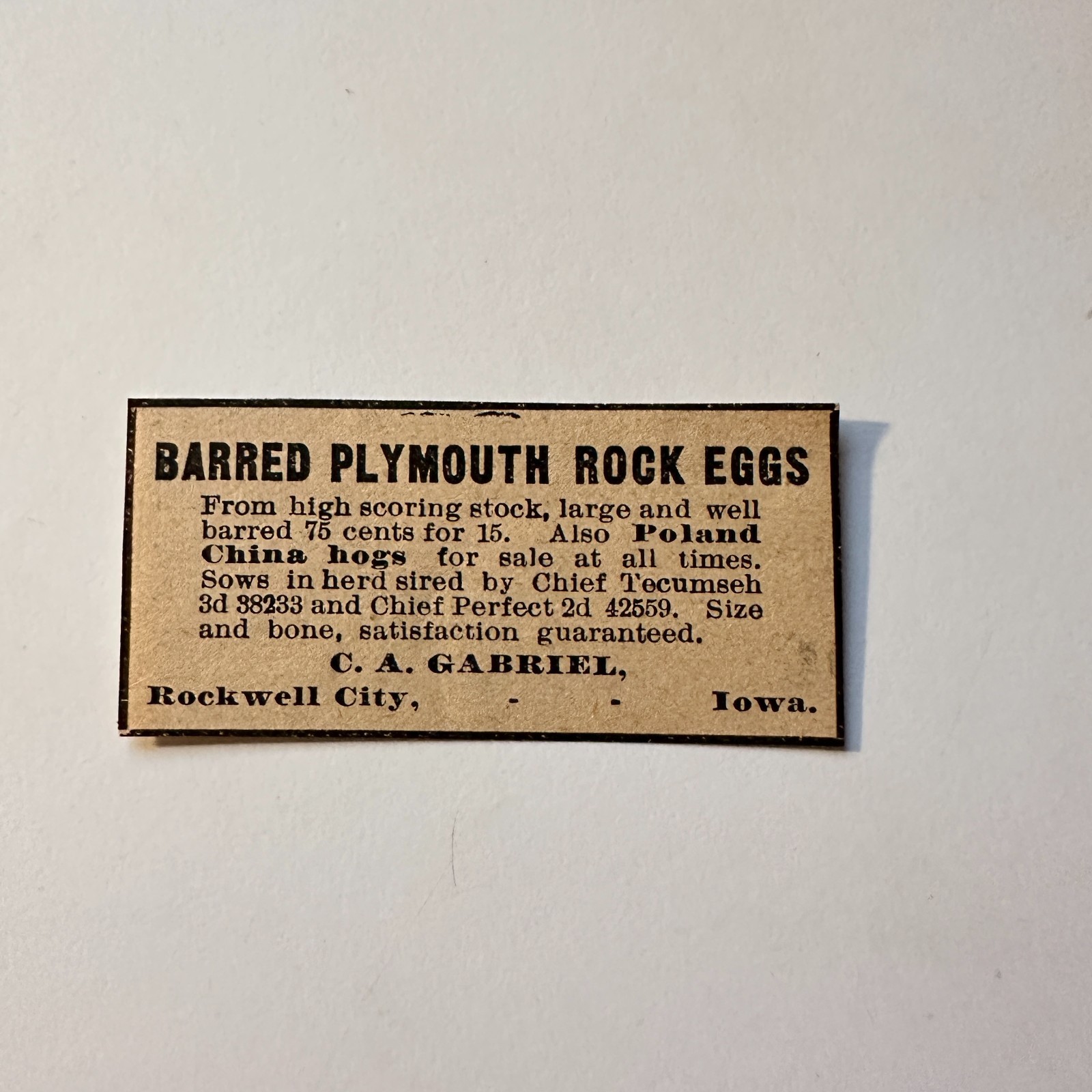 Barred Plymouth Rock Eggs C Gabriel Rockwell City IA 1906 Minneapolis Ad 5AL1-S4