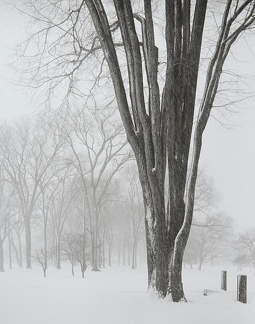Photo:Chicago 1952 Snowy Trees Winter Park Landscape Photograph