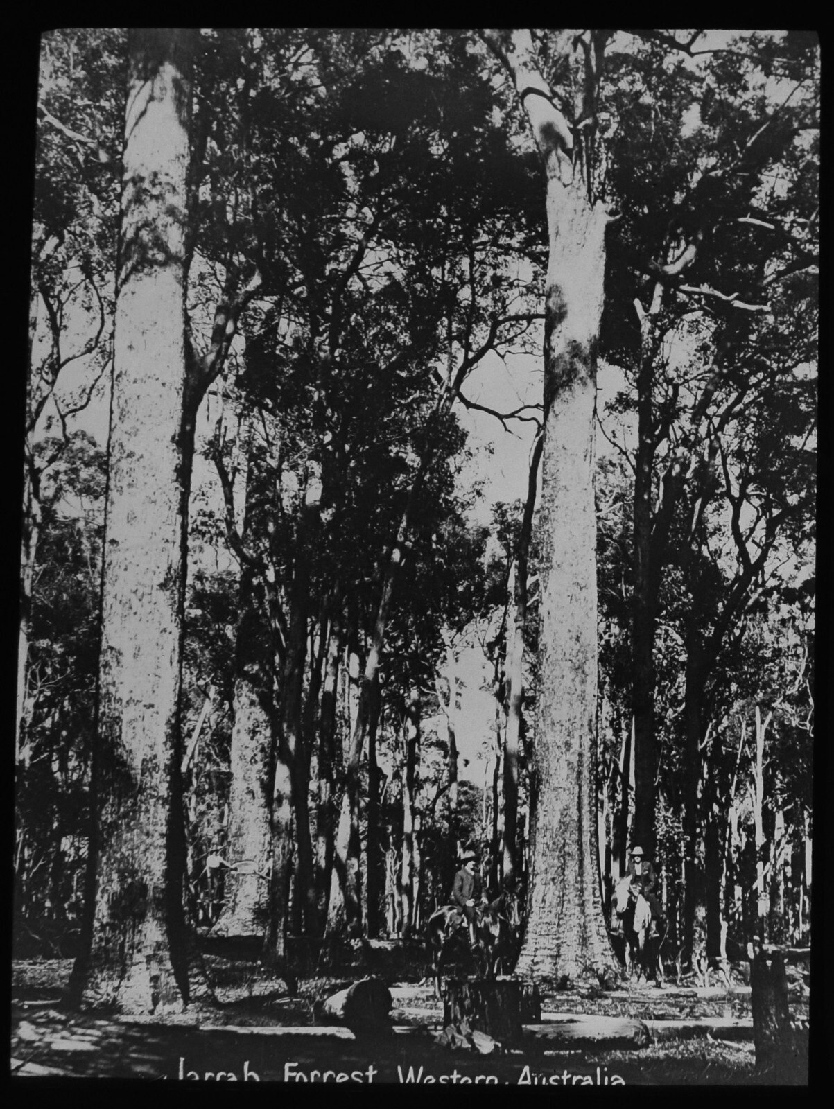 JERRAH FOREST WESTERN AUSTRALIA AUSTRALIA C1913 Magic Lantern Slide PHOTO