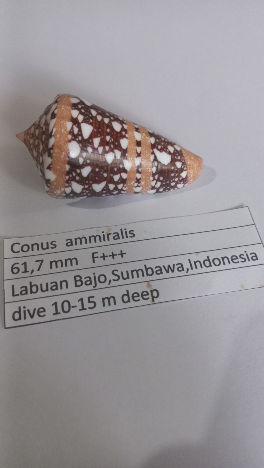 Conus  ammiralis  61,7 mm  F+++  Indonesia