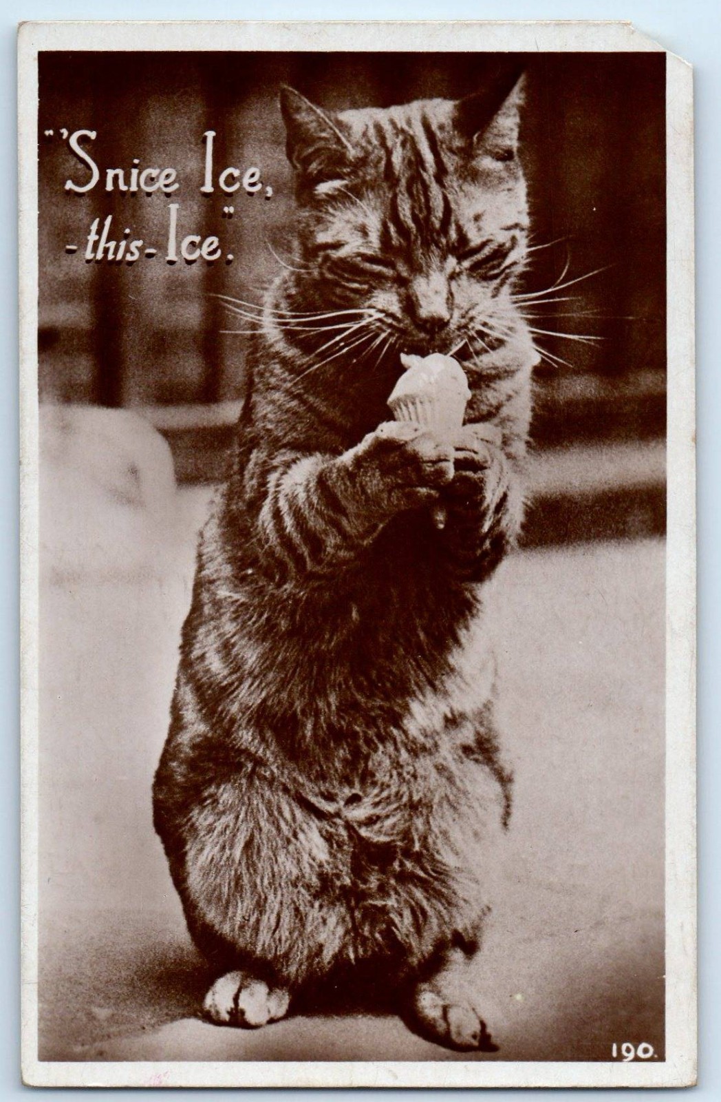 c1910\'s Cat Snice Ice This Ice Animals RPPC Photo Poosted Antique Postcard