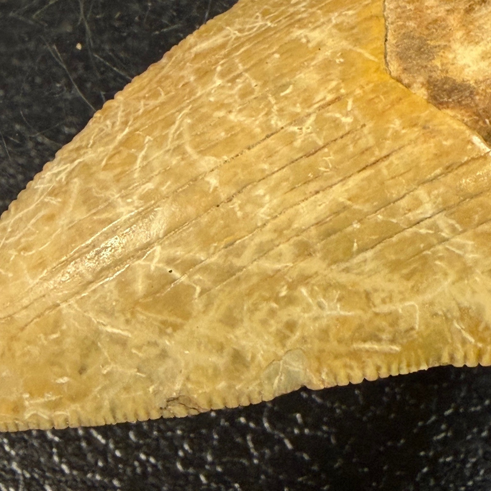 Fossil Megalodon Shark Tooth Tan Yellow Serrated Carcharocles Megalodon 2 Inch