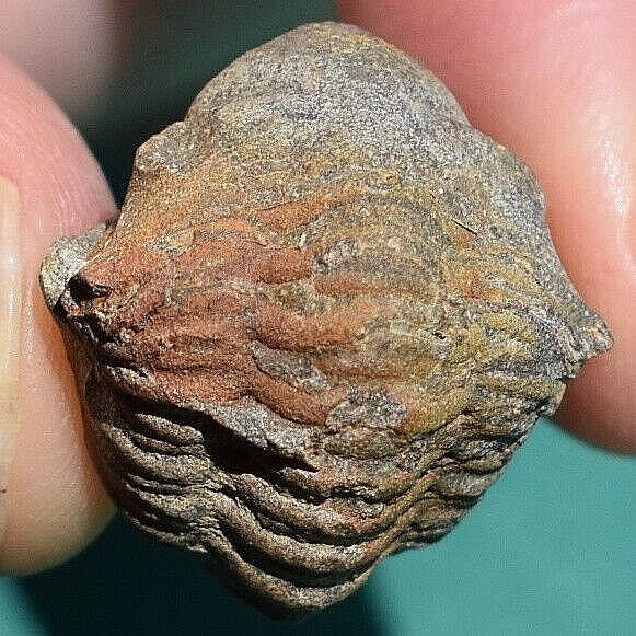 Ultra rare trilobite, Proboloides cottreaui: Bolivia devonian trilobite fossil