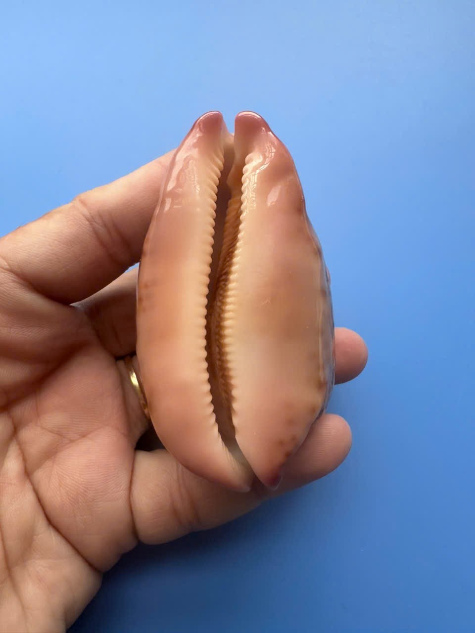 75.3mm | Cypraea mappa |F+++ GEM | LONG form | Pink Base | Nice pattern