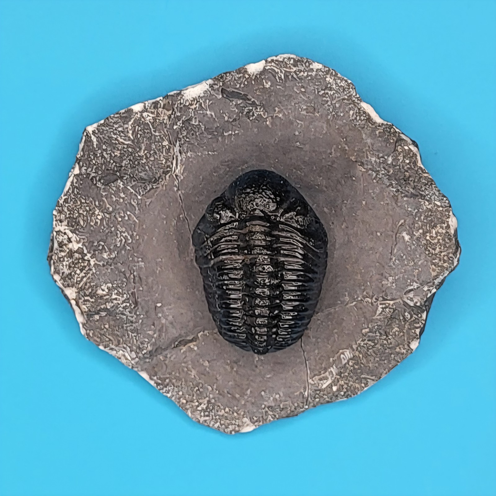 Phacops Rana Fossil Trilobite Atlas Mountains Morocco Professionally Prepared #5