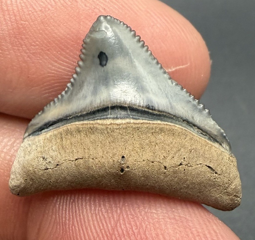 GEM QUALITY JUVENILE MEGALODON SHARK TOOTH 0.93” SWFL