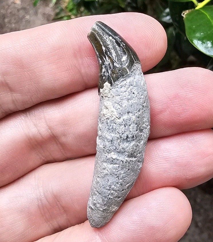 Very Rare Florida Seal Fossil Canine Pinniped Not Megalodon Sarasota 