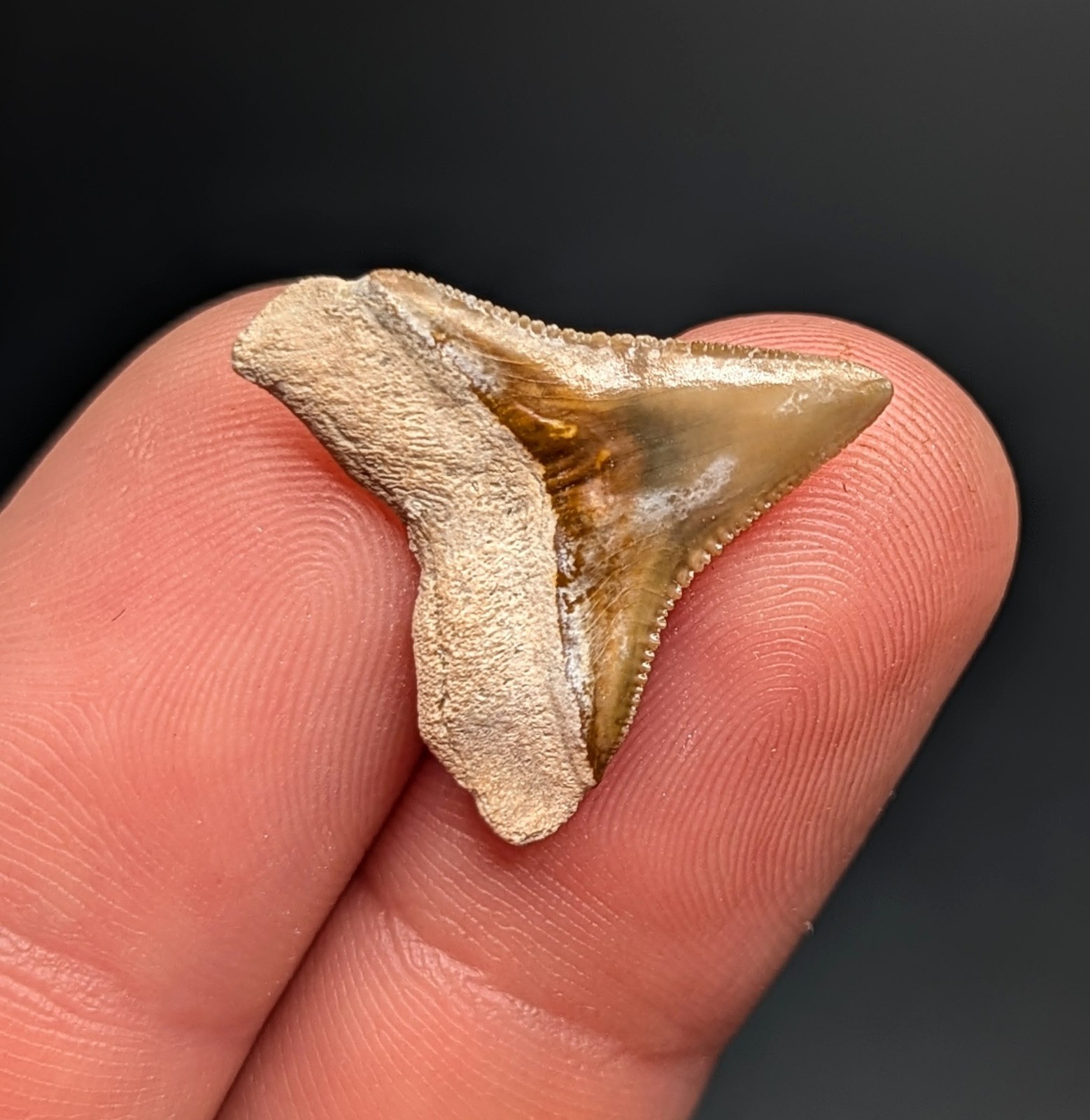 Beautiful Orange Bull Shark Tooth BV Florida Rare Color All Natural Fossil